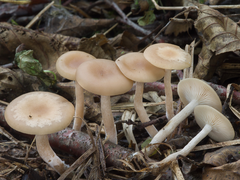 Clitocybe amarescens